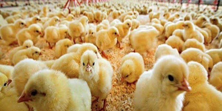 جوجه ریزی ۳ میلیون و ۵۵۸ هزار قطعه در مرغداری های قزوین